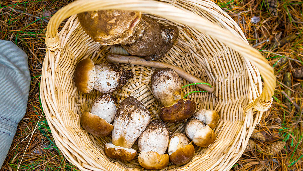 Einige Steinpilze in einem runden Korb aus der Vogelperspektive auf Waldboden