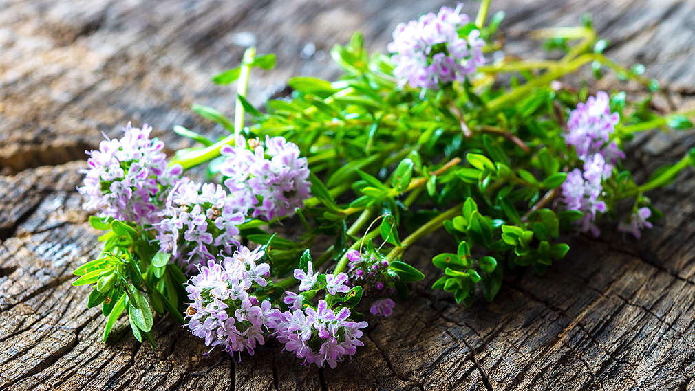 Bohnenkraut auf Holzuntergrund