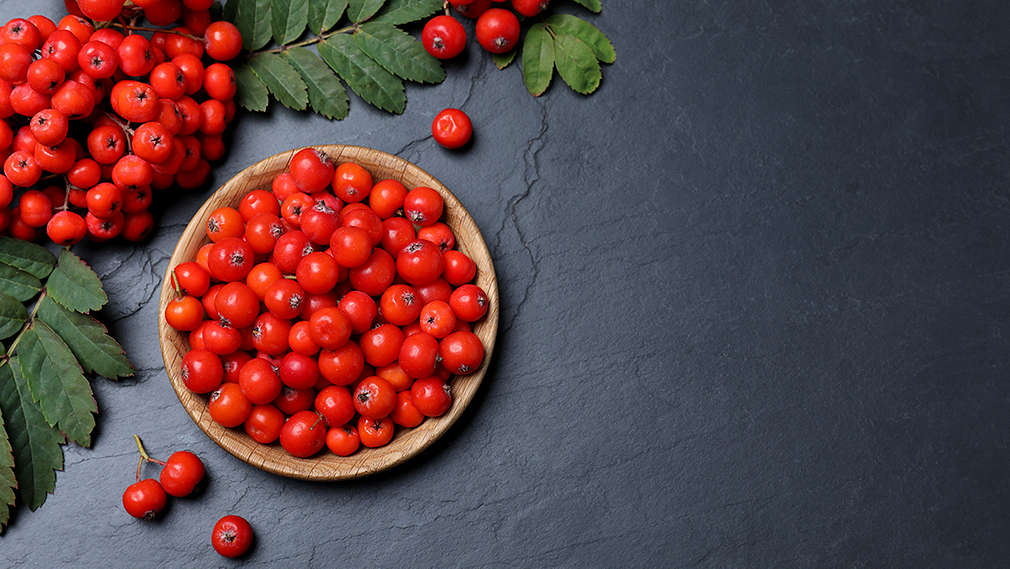 Eberesche-Beeren in Schale