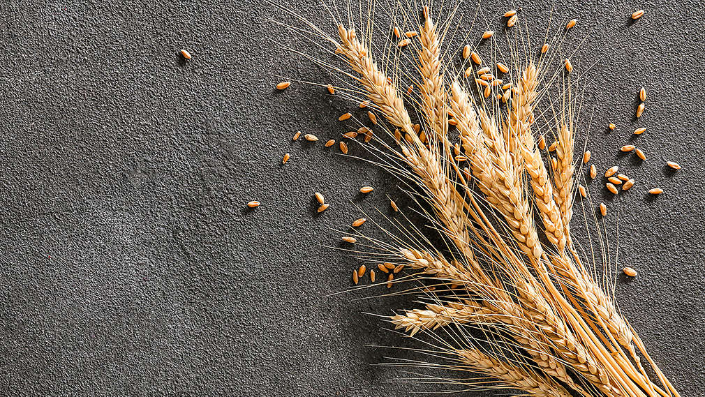 Zu sehen sind Gerste-Ähren auf einem dunklen Untergrund
