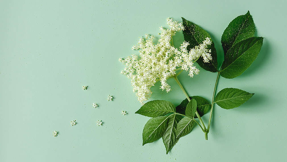 Holunderblüten auf minzfarbenem Untergrund