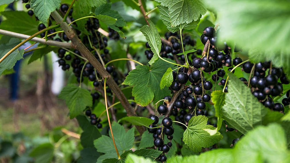 Schwarze Johannisbeeren am Strauch