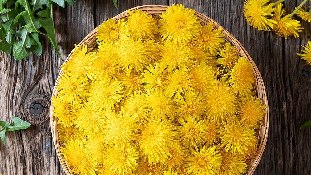 Zu sehen ist ein Korb voller Löwenzahn auf einem Holztisch