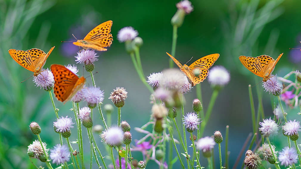 Schmetterlinge auf Blumenwiese