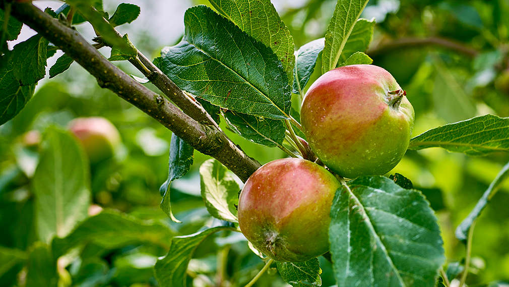 Äpfel am Baum