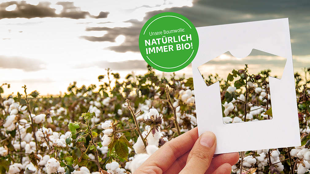 Passepartout eines T-Shirts wird vor einem Baumwollfeld hochgehalten