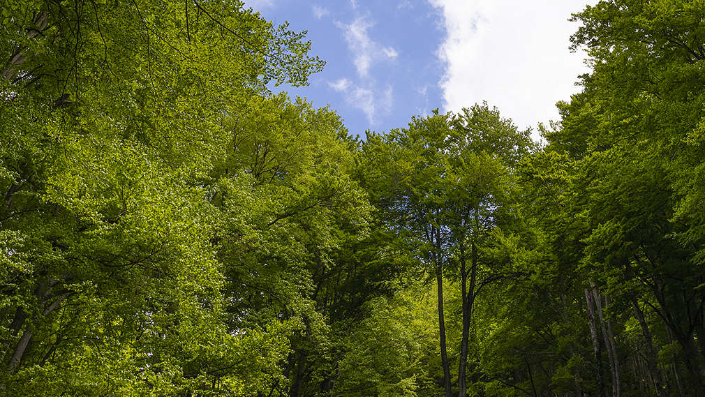 Koruny stromů z pohledu zesdola