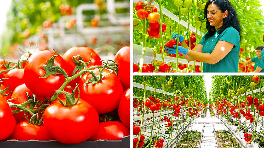 Ruris - domaća rajčica iz ekouzgoja