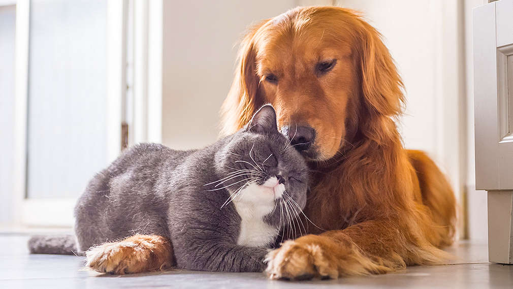 Hund und Katze beim Kuscheln