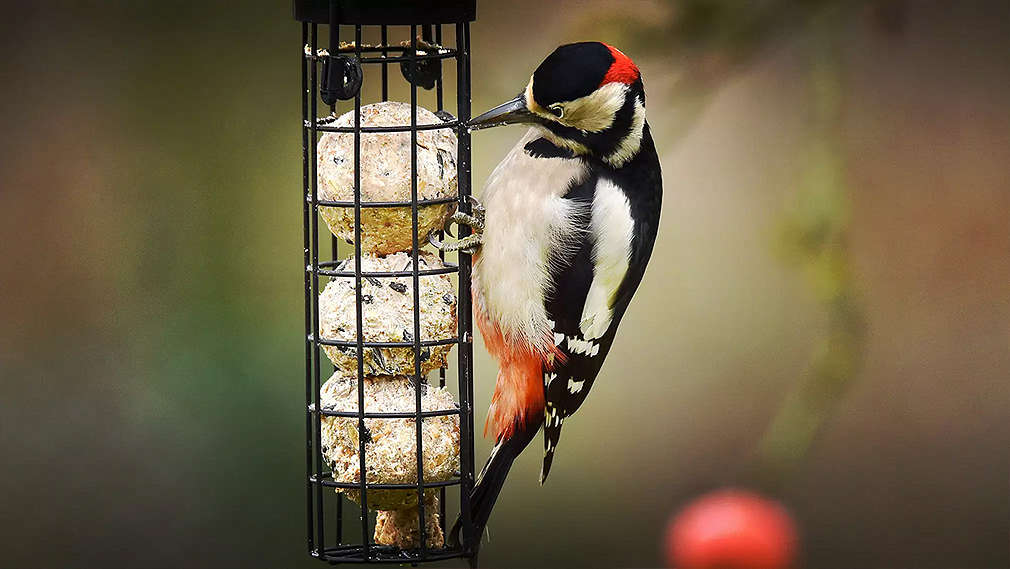 Птица, кацнала на хранилка 