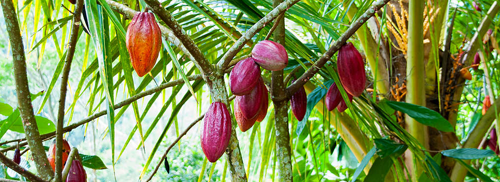 Cacao