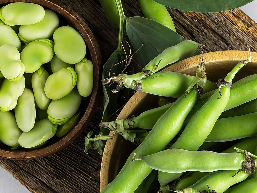 Bób w ujęciu szczegółowym