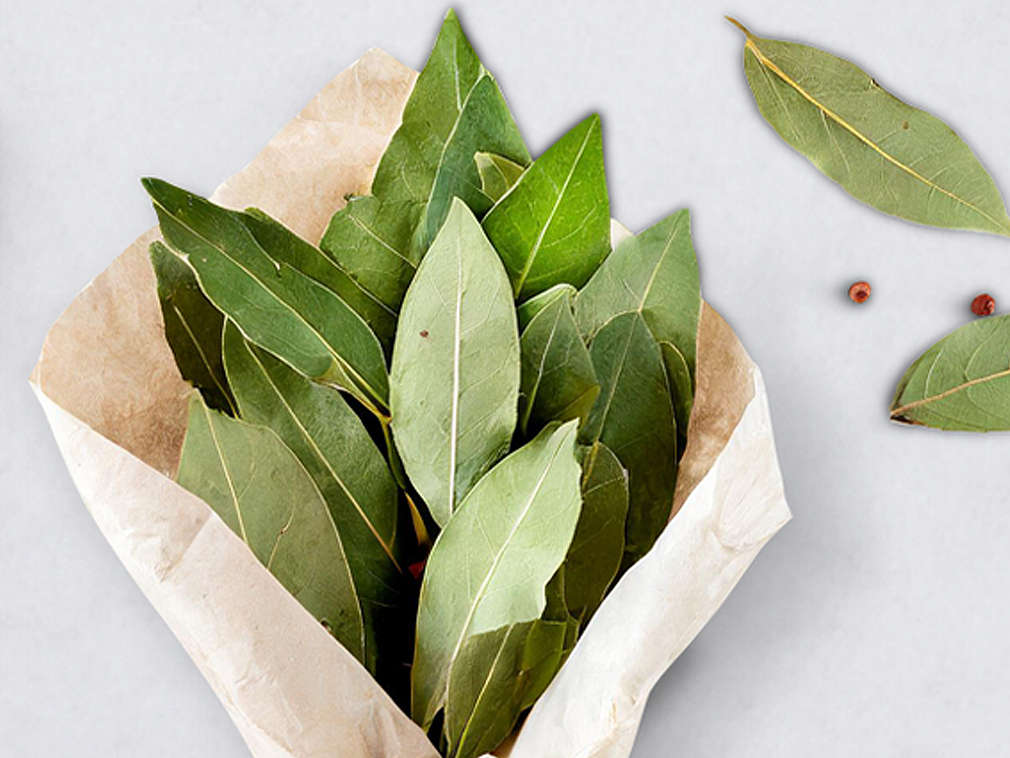 Liść laurowy w ujęciu szczegółowym