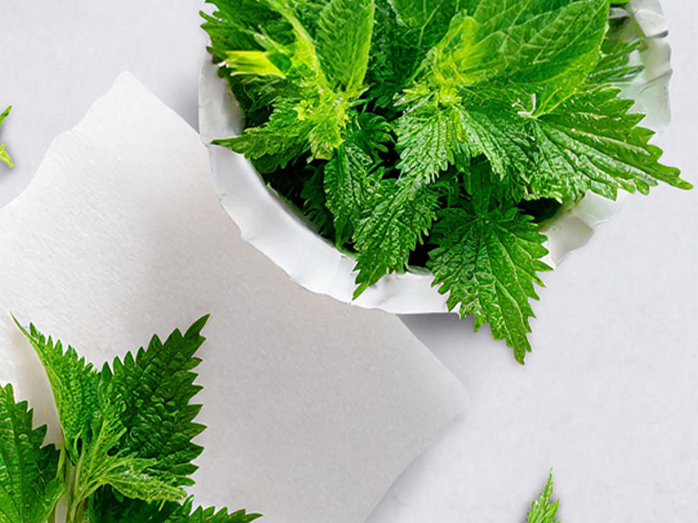 Pokrzywa w ujęciu szczegółowym