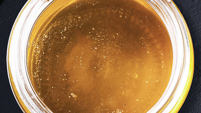 Agavendicksaft in der Detailansicht