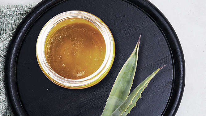 Agavendicksaft in der Detailansicht