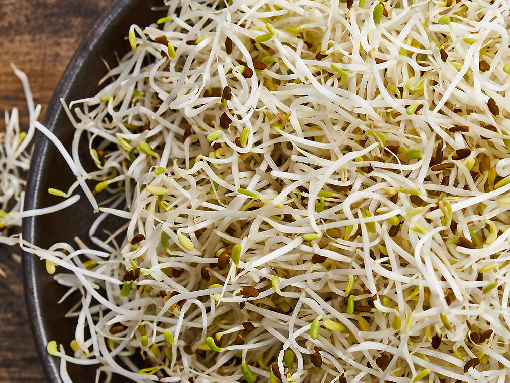 Germeni de lucernă proaspeți în detaliu