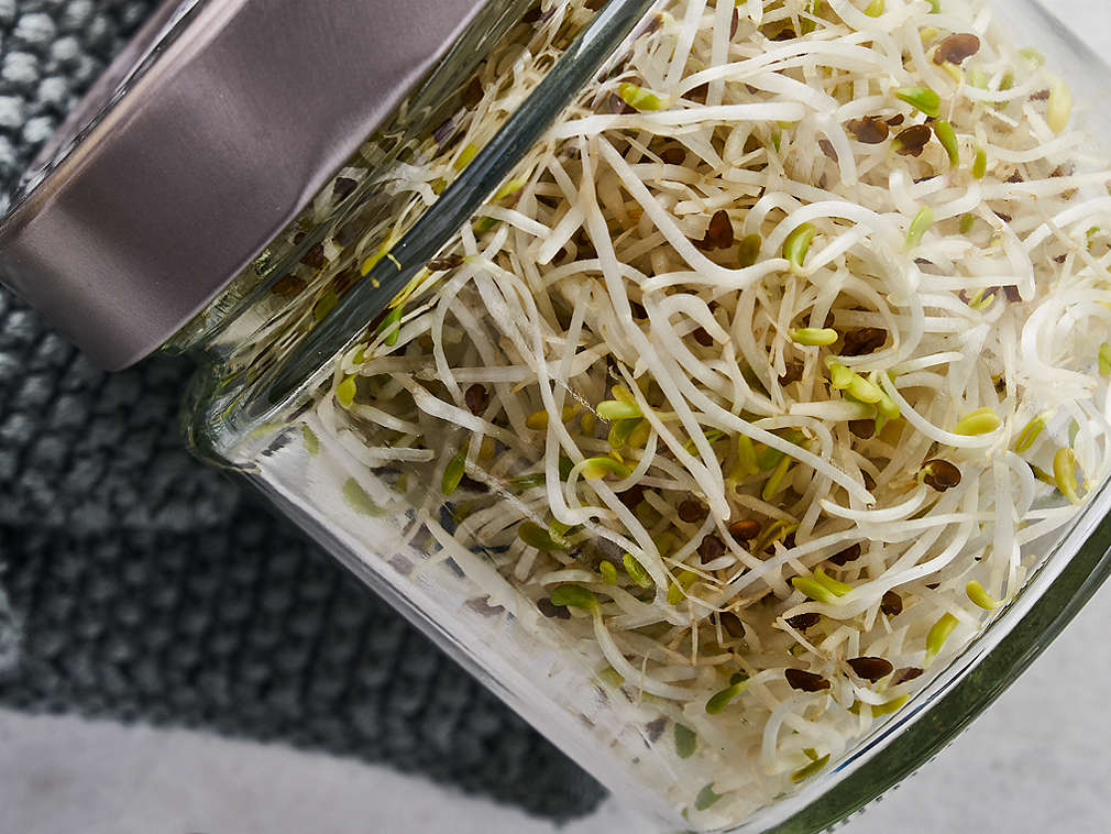 Sojine klice u detaljnom prikazu