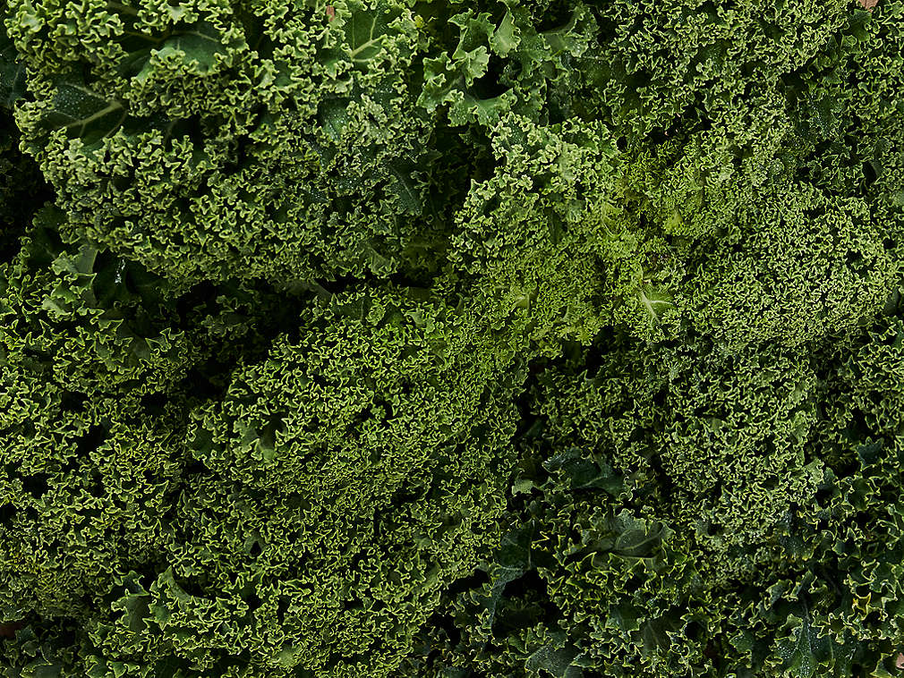 Frischer Grünkohl in der Detailansicht