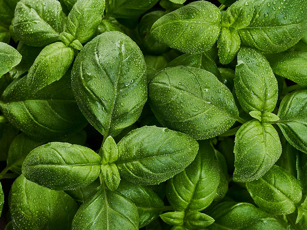 Busuioc proaspăt în detaliu