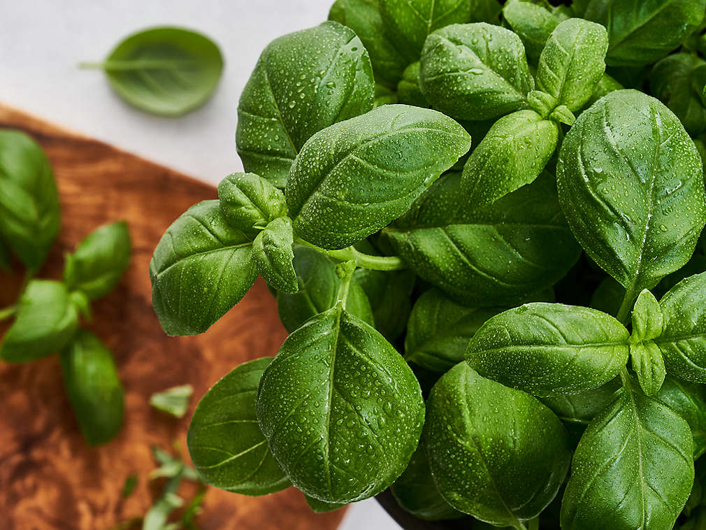 Busuioc proaspăt în detaliu