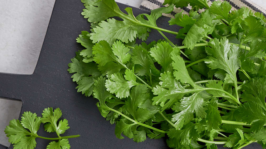Obrázok koriandra