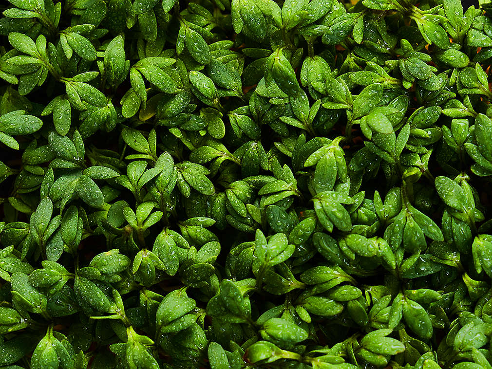 Свежий кресс-салат, подробный вид