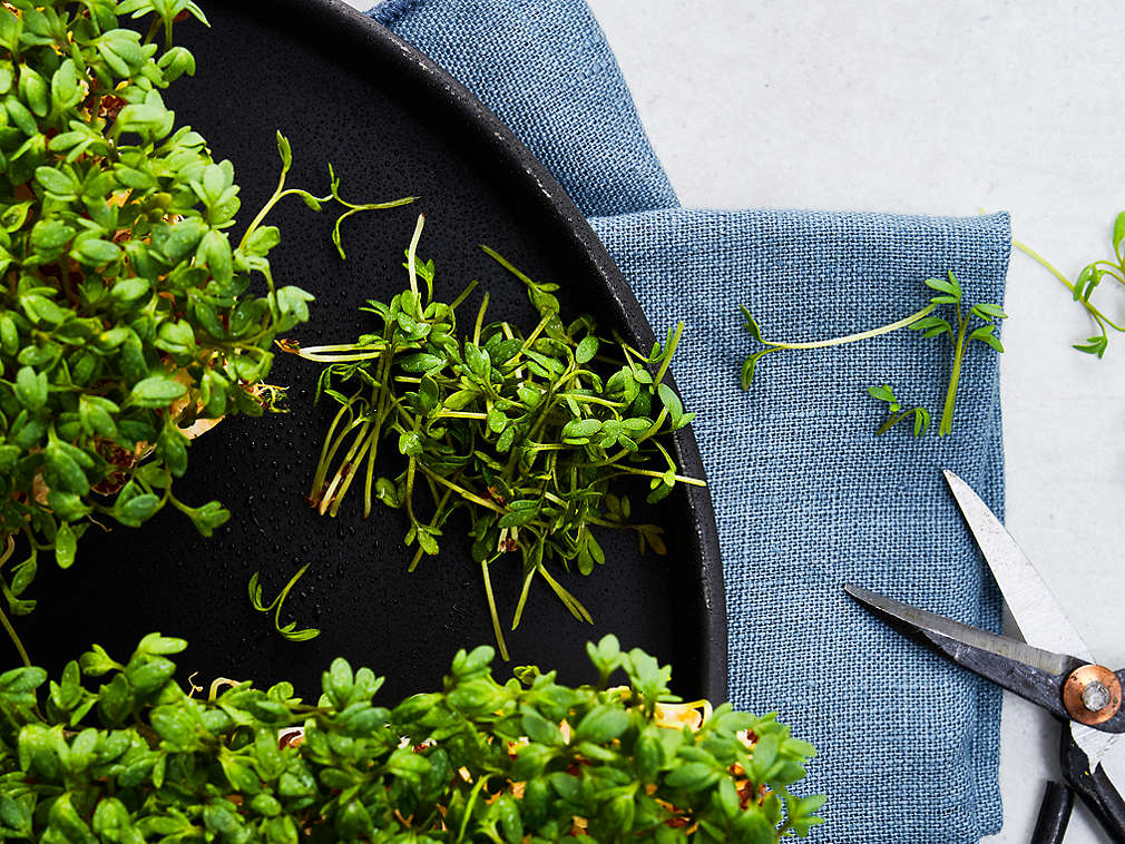 Свежий кресс-салат, подробный вид