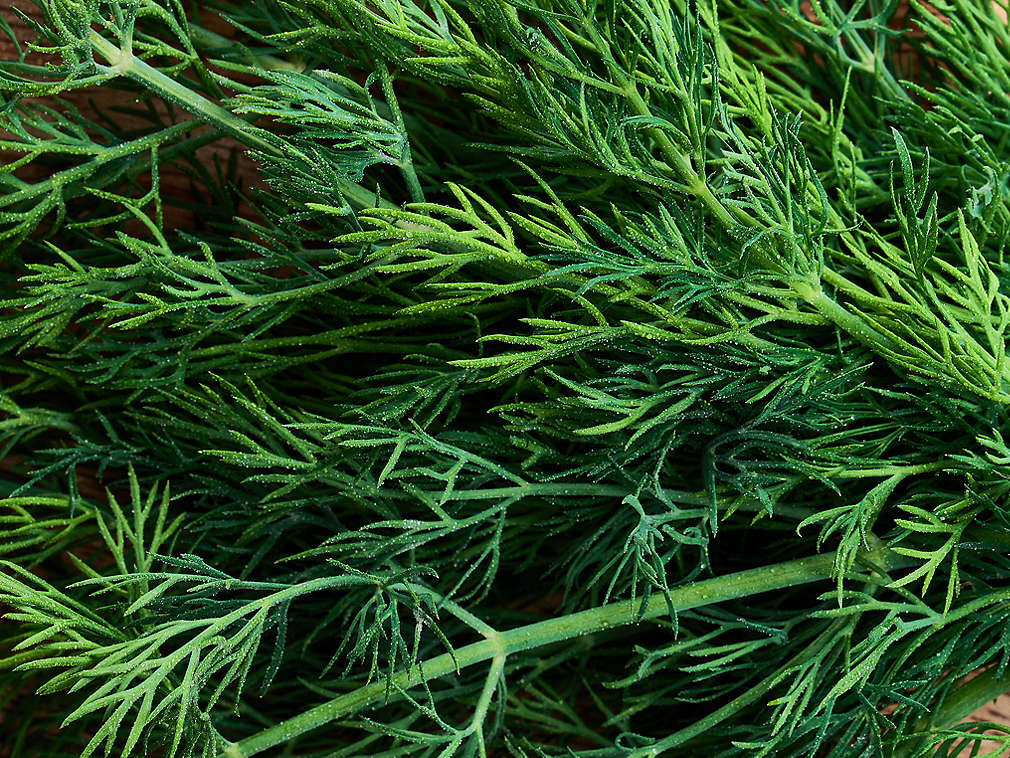 Свежий укроп, подробный вид