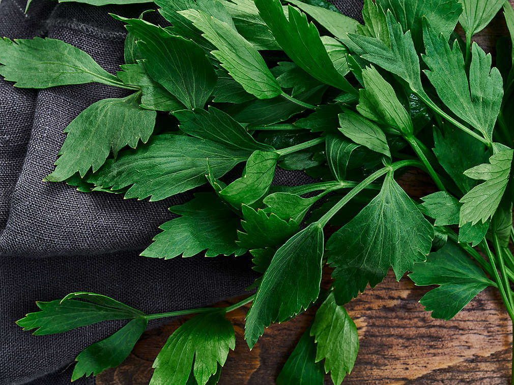 Frischer Liebstöckel in der Detailansicht