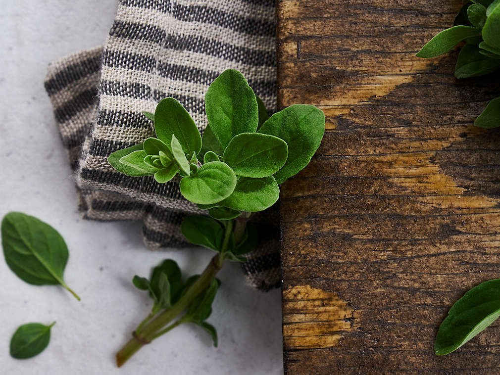 Frischer Majoran in der Detailansicht