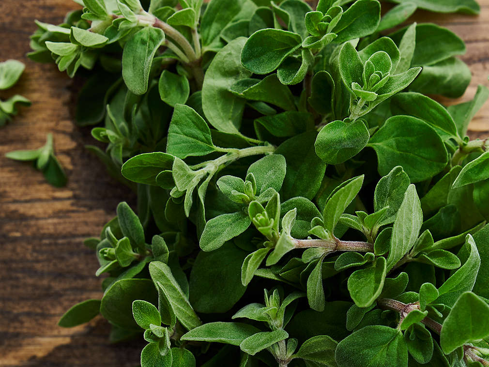 Frischer Majoran in der Detailansicht