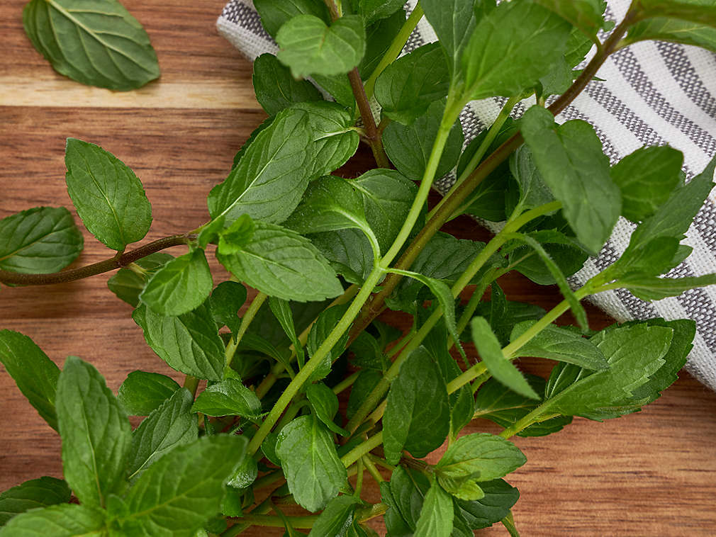 Mentă proaspătă în detaliu