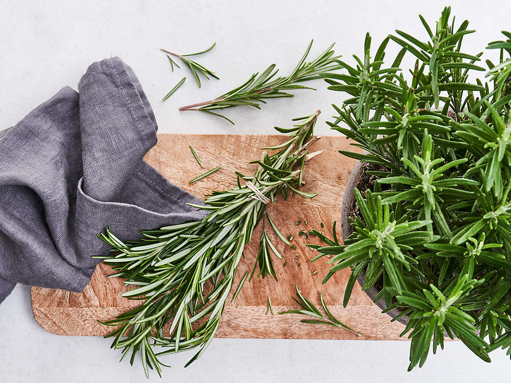 Čerstvý rozmarýn v detailním pohledu