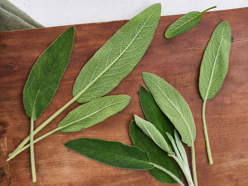 Salvie proaspătă în detaliu