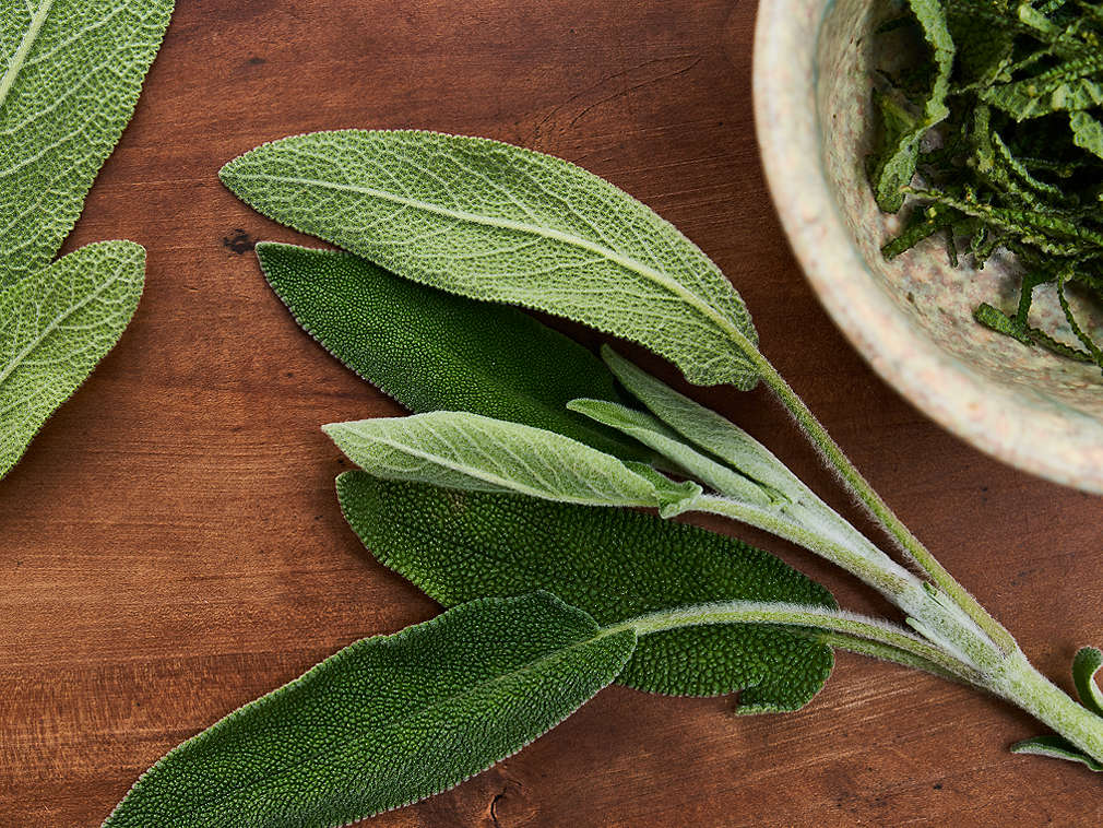 Salvie proaspătă în detaliu