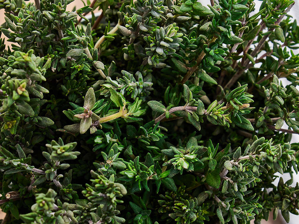 Детайлно изображение на прясна мащерка