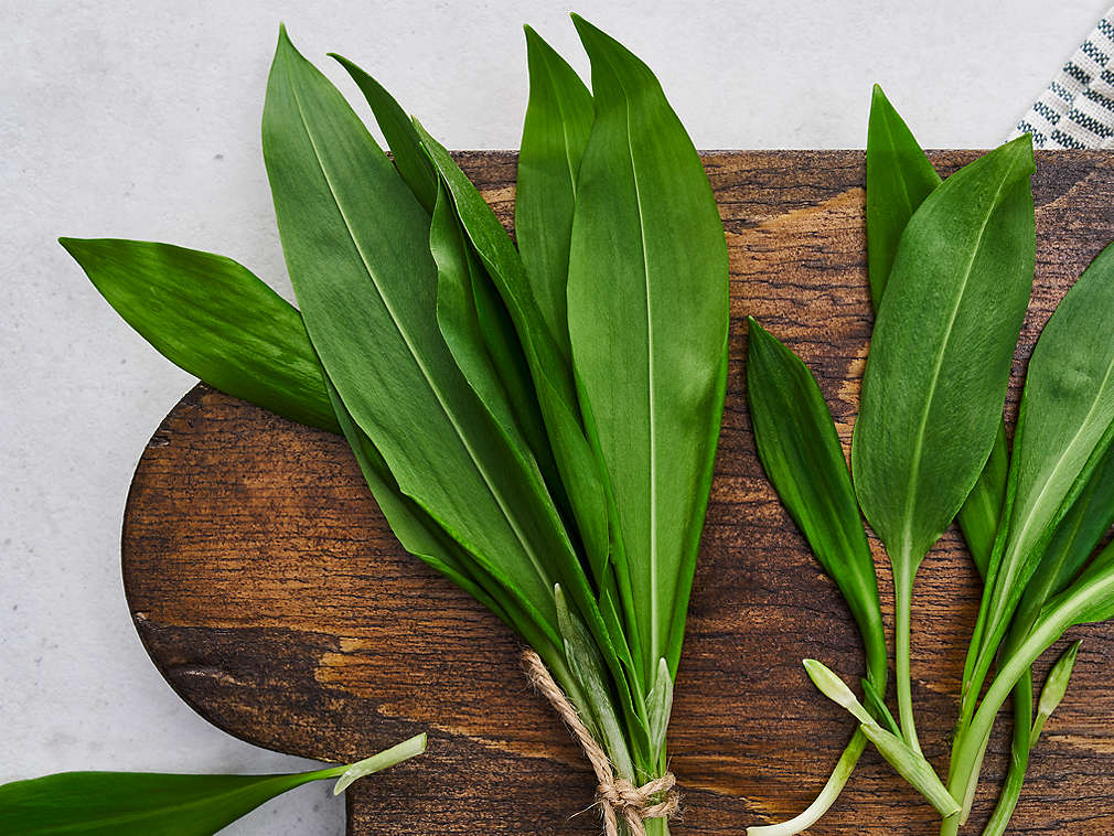 Frischer Bärlauch in der Detailansicht