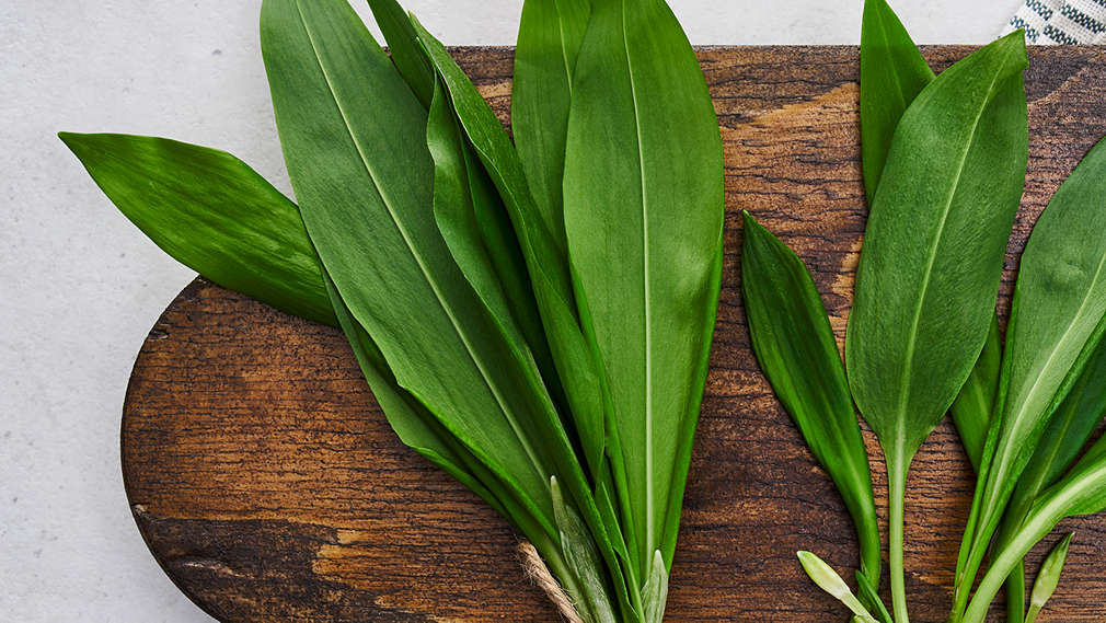 Obrázok medvedieho cesnaku