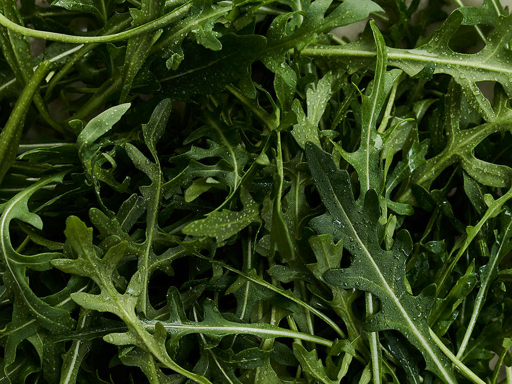 Свежая руккола, подробный вид