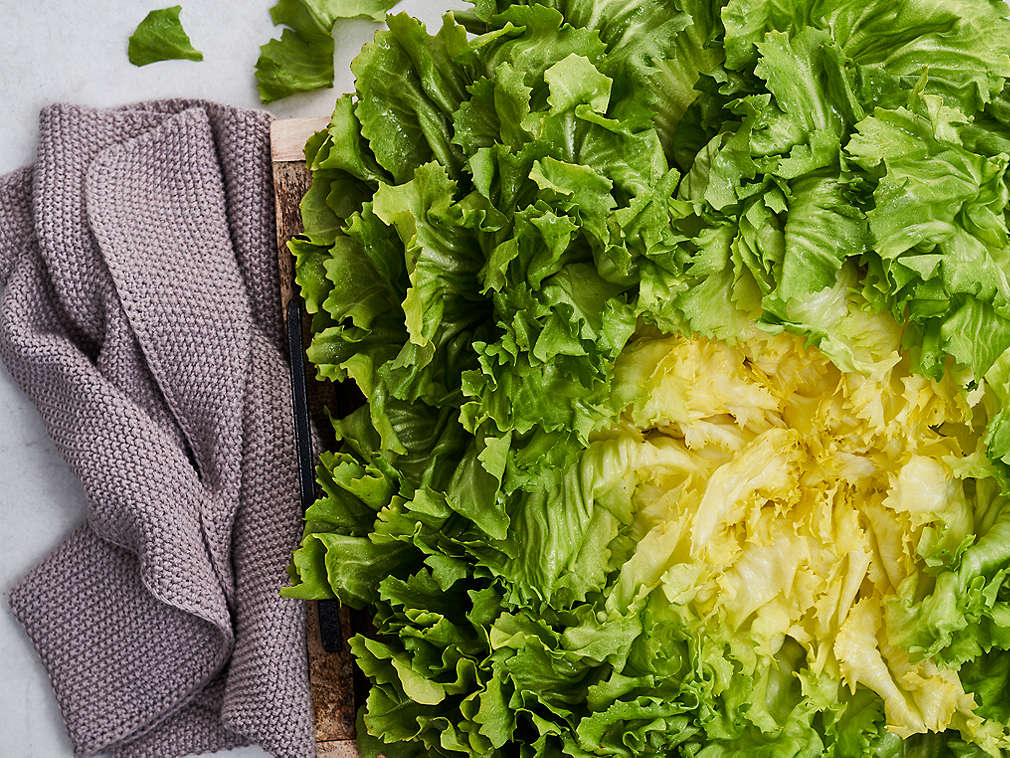 Свежий салатный цикорий, подробный вид