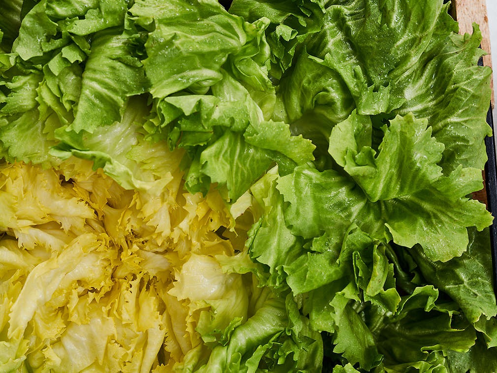 Свежий салатный цикорий, подробный вид