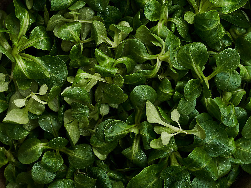 Fetică proaspătă în detaliu