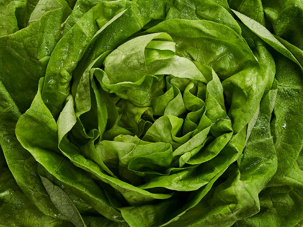 Świeża sałata głowiasta – szczegółowe informacje