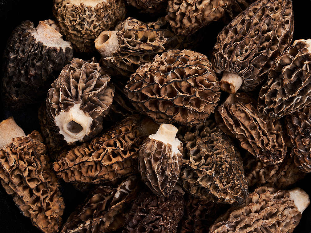 Свежие сморчки, подробный вид