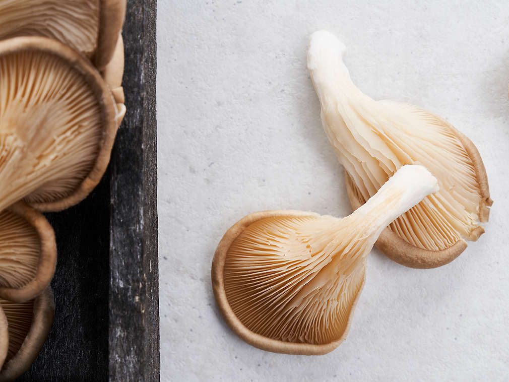 Svježe bukovače u detaljnom prikazu