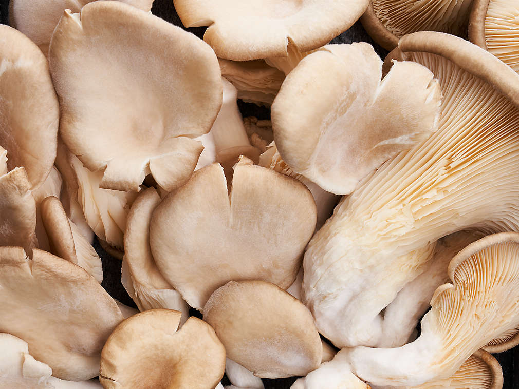 Svježe bukovače u detaljnom prikazu