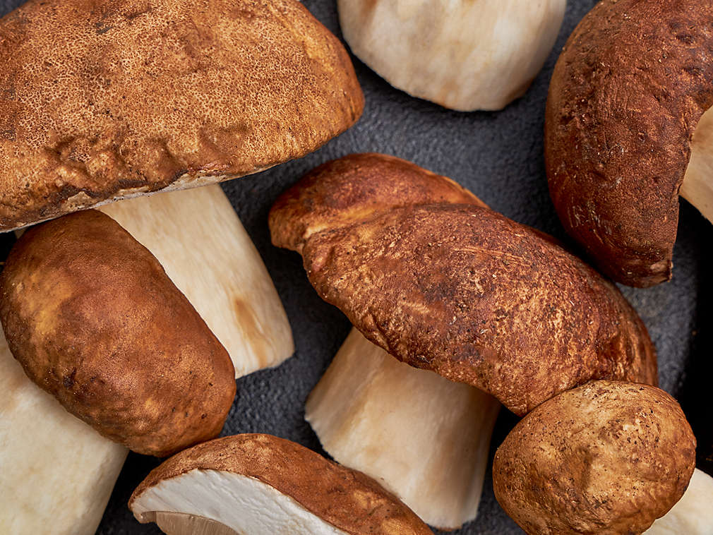 Ciuperci porcini proaspete în detaliu