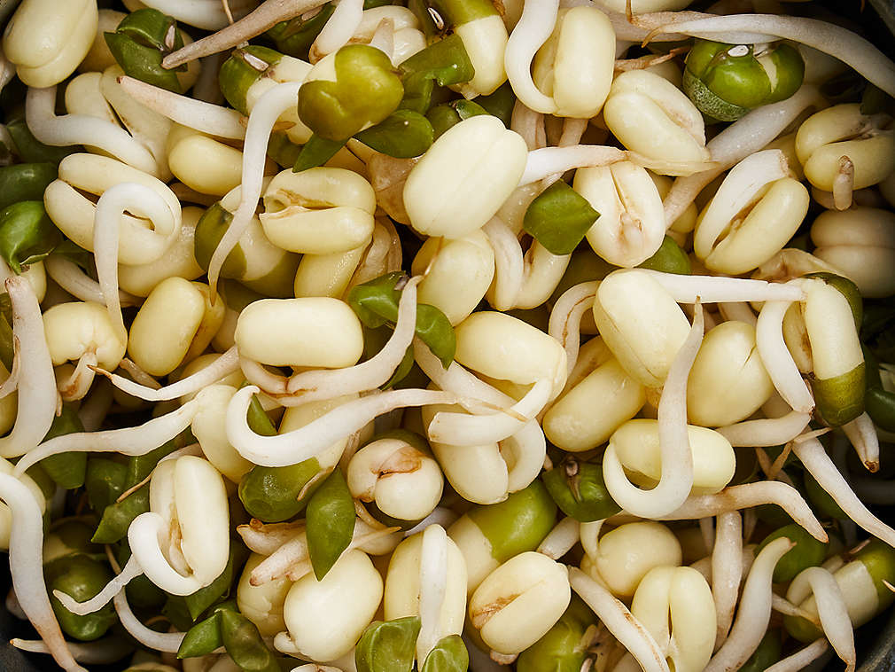 Detailný pohľad na čerstvé sójové výhonky