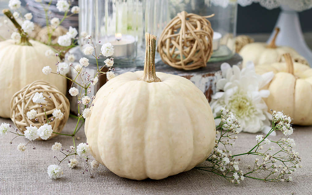 Față de masă gri, pe care este așezat un dovleac vopsit în alb cu codița vopsită auriu. În fundal se mai pot vedea trei astfel de dovleci. De asemenea, se pot vedea și elemente decorative, precum Gypsophila, flori albe, bile din ratan și ghirlande luminoase într-un pahar.